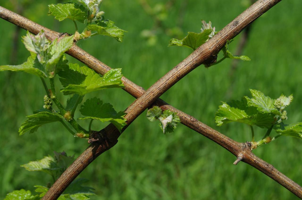 Weingut- Gaestezimmer Marko Leutschach Eksteriør billede