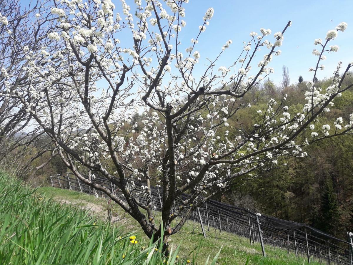 Weingut- Gaestezimmer Marko Leutschach Eksteriør billede